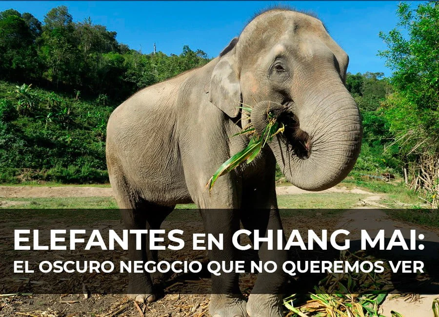 Elefantes en Chiang Mai: El oscuro negocio que no queremos ver