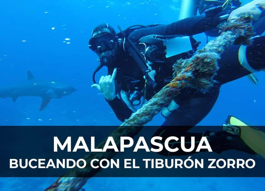 Malapascua: buceando con el tiburón zorro