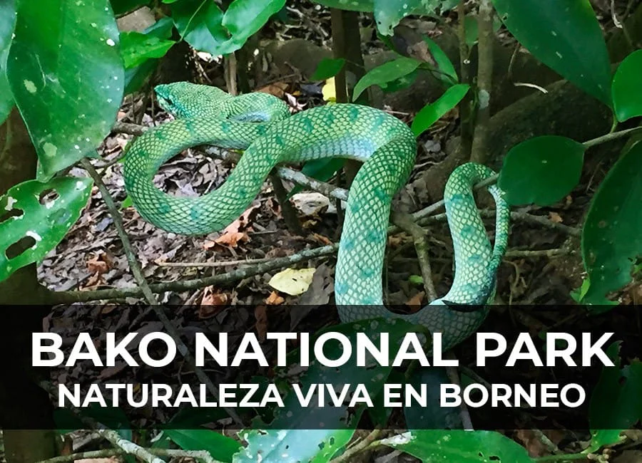 Bako National Park: Naturaleza viva en Borneo