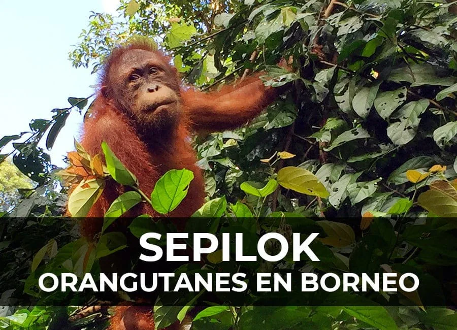 Orangutanes en Borneo: centro de Sepilok