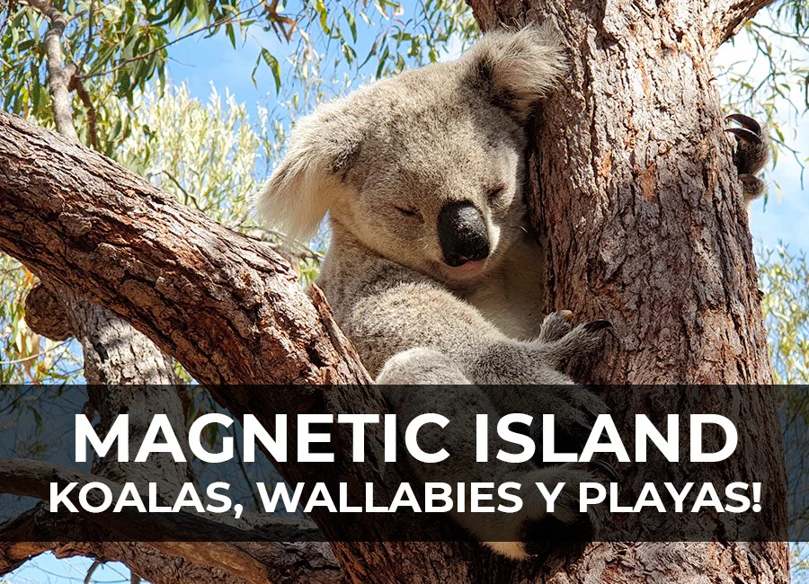 Magnetic Island: Koalas, wallabies y playas!