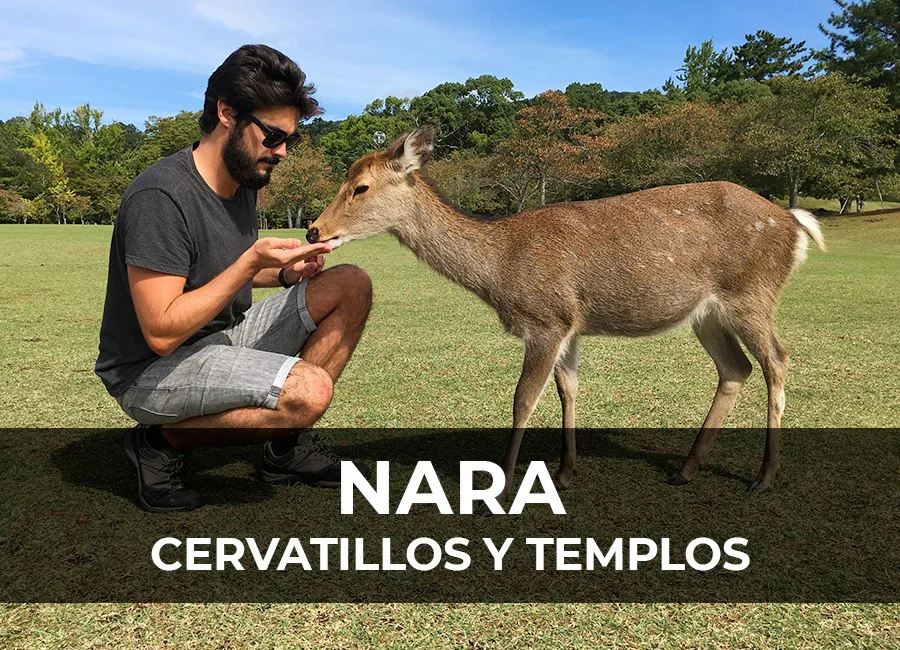 Qué hacer en Nara en 1 día: Ciervos sagrados y templos budistas