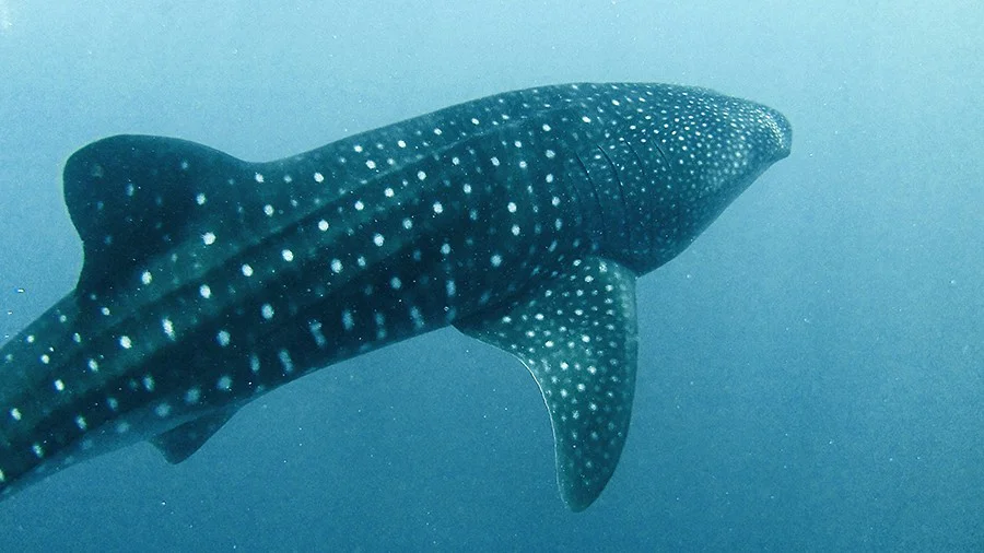 tiburon ballena vida a bordo en maldivas