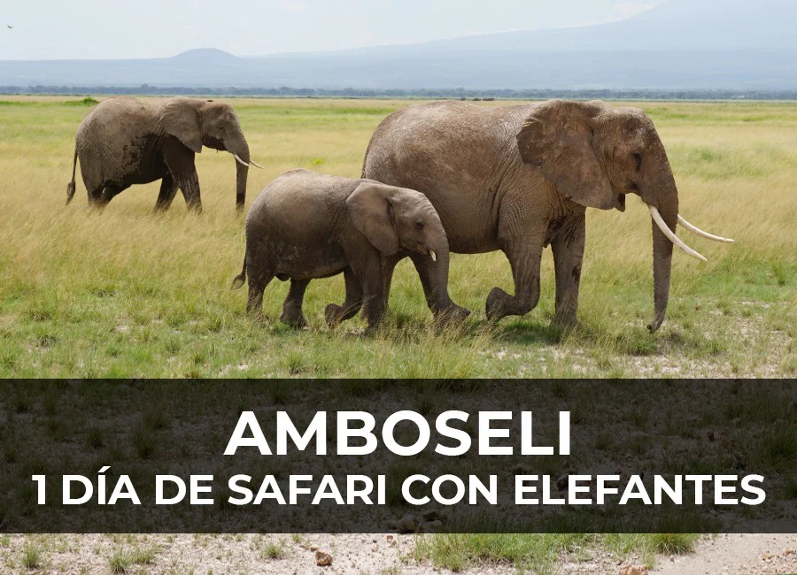 Safari en Amboseli: 1 Día junto a elefantes