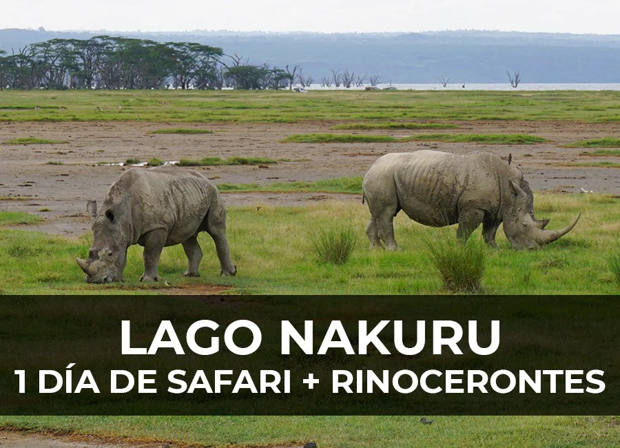 Safari en el Lago Nukuru: 1 Día en busca del rinoceronte blanco