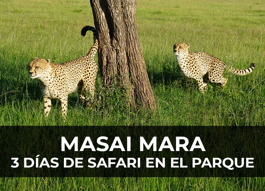 Safari en Masai Mara: 3 Días descubriendo el parque