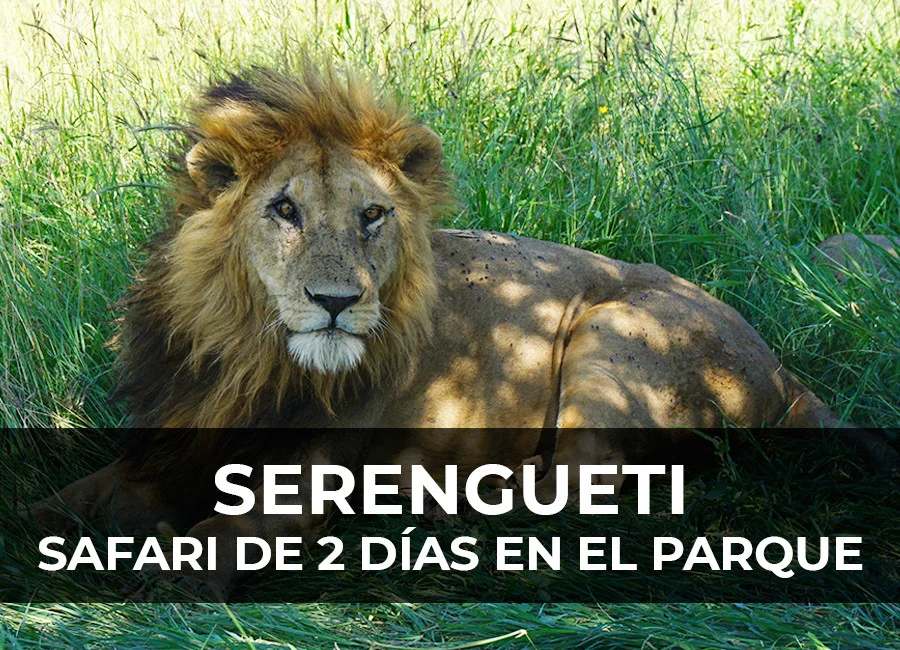 Safari en el Serengueti: 2 Días descubriendo el parque