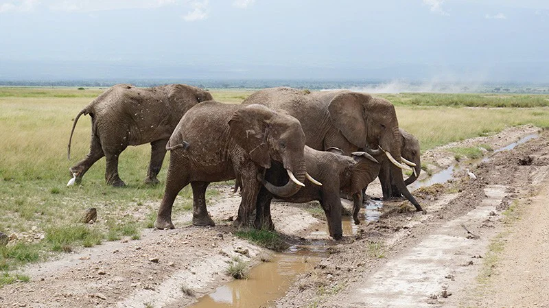 Qué hacer en Tanzania en 10 días: safaris, playas y cultura