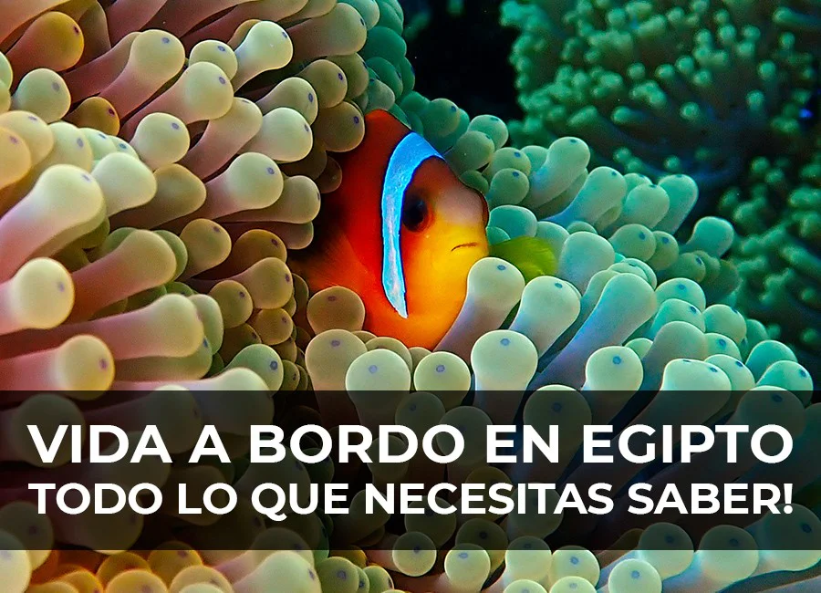 Vida a Bordo en Egipto: Mejores opciones y cuál elegir