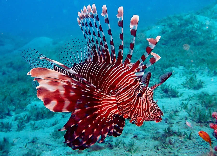 Mar rojo lionfish