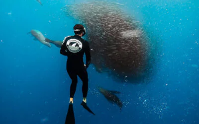 Bahía Magdalena: Ballenas Jorobadas + Sardine Run