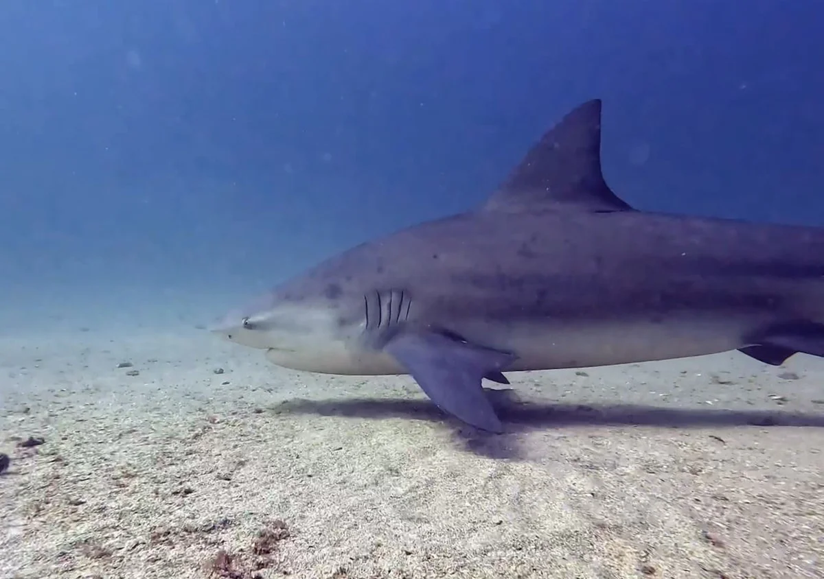 bucear con tiburones toro en cabo pulmo