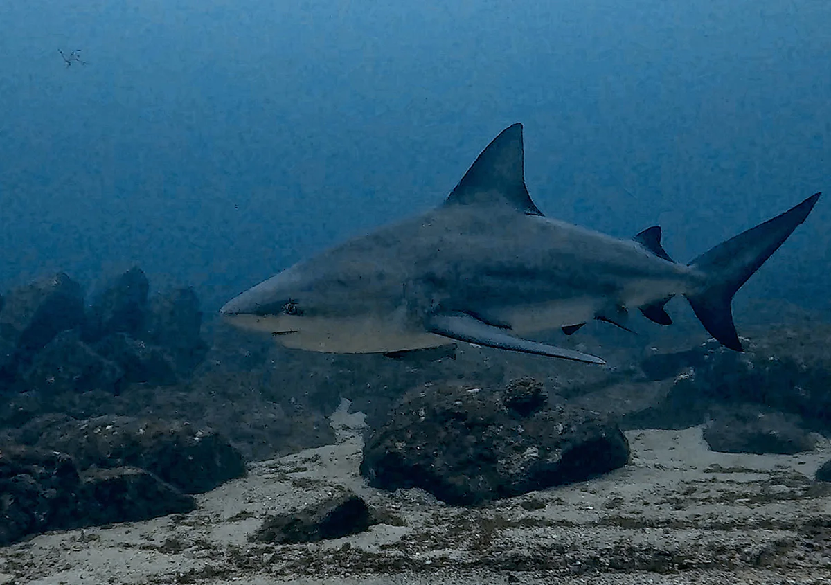 cabo pulmo 7