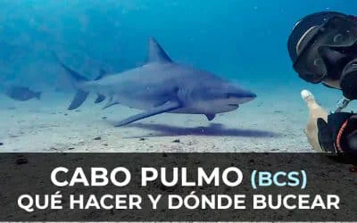 Cabo Pulmo: Bucear con Tiburones Toro + Qué hacer por libre