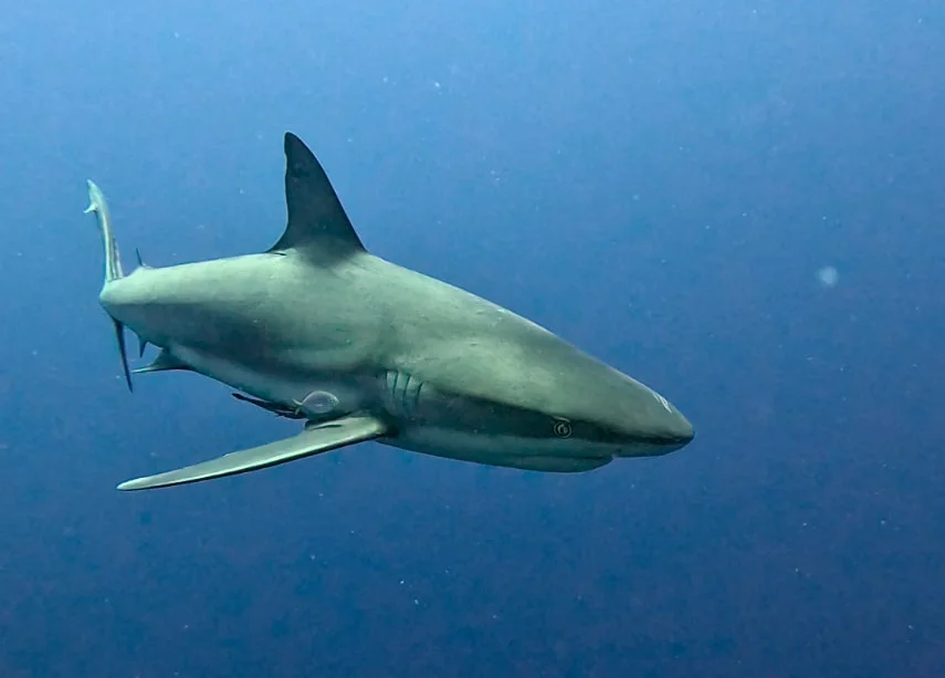 tiburón caribbean reef shark