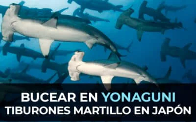 Bucear en Yonaguni: Tiburones Martillo en Japón