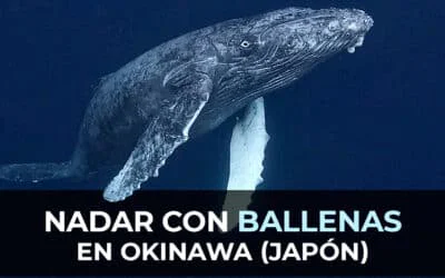 Nadar con Ballenas Jorobadas en Okinawa: Todo lo que necesitas saber