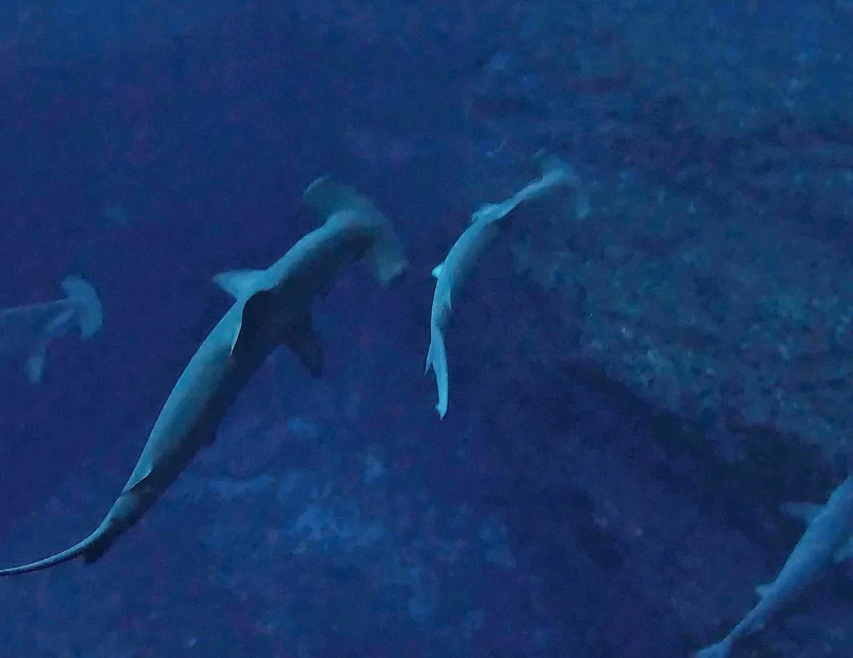 bucear en yonaguni