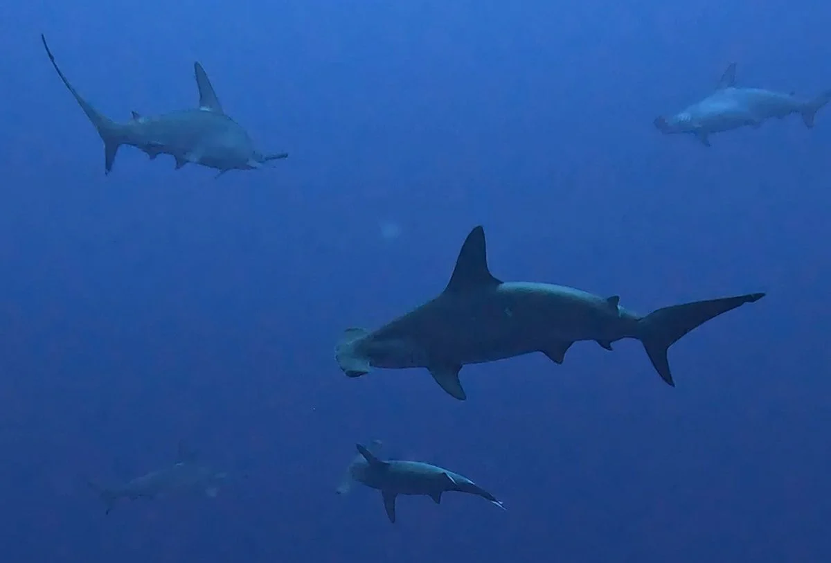 tioburones martillo en yonaguni