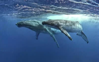 Qué hacer en Moorea por libre: Guía completa y dónde nadar con ballenas