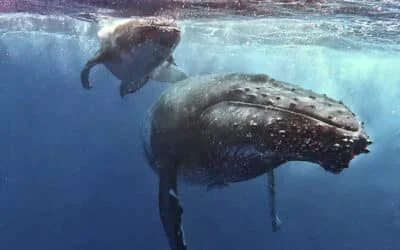 Dónde nadar con ballenas: destinos y temporadas