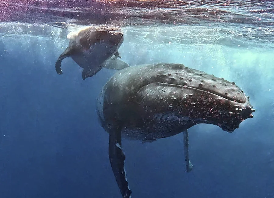 donde nadar con ballenas mejores destinos y temporadas