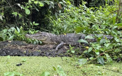 Qué hacer en Tortuguero (Costa Rica): Guía completa para ver tortugas y selva por libre