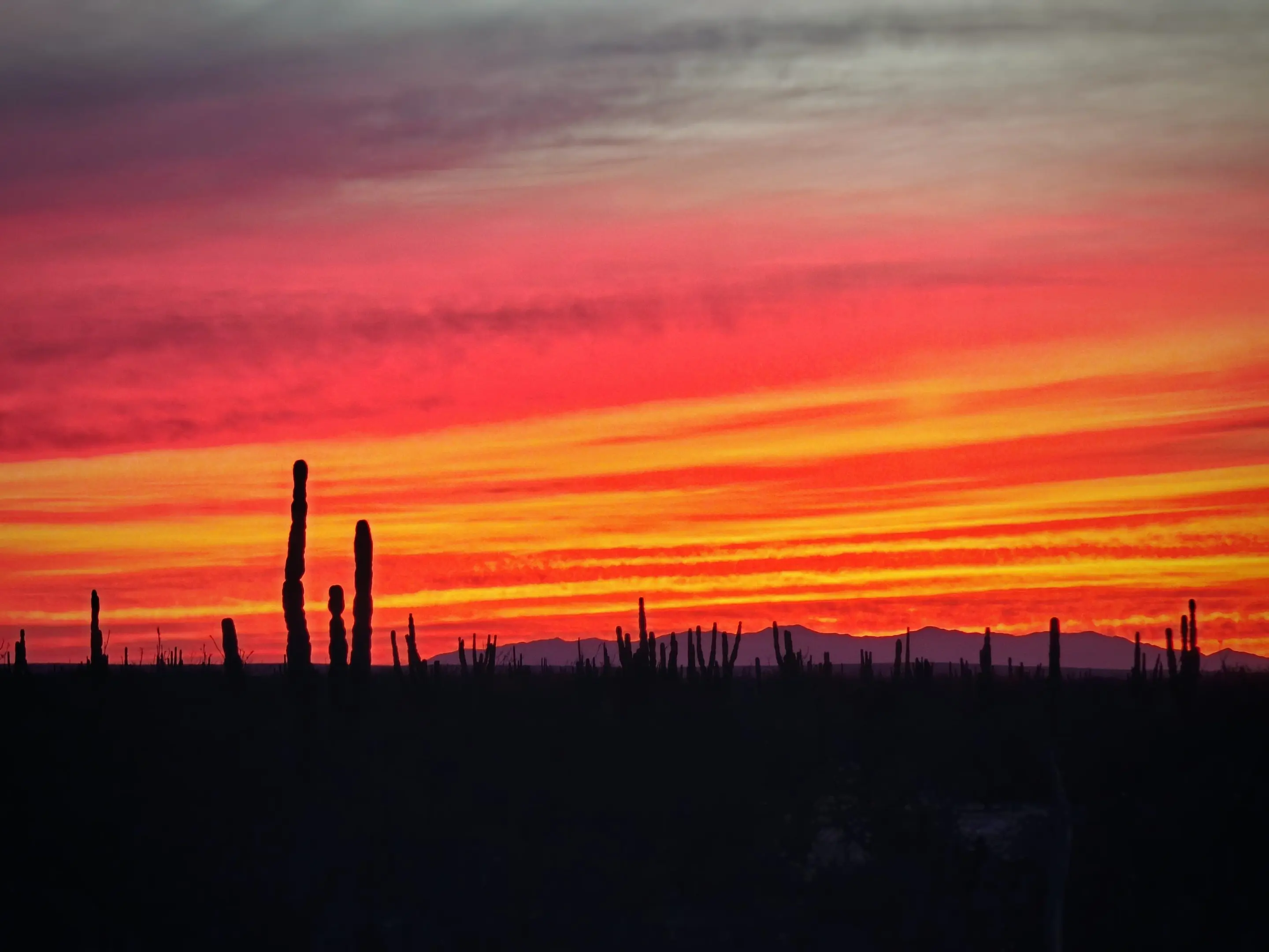 baja california sur animales