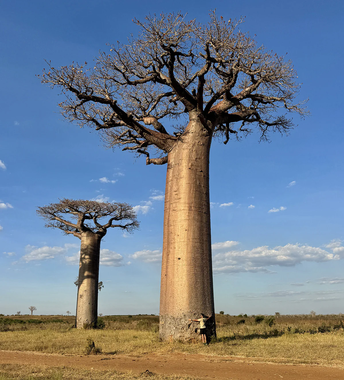 baobabs en kirindy