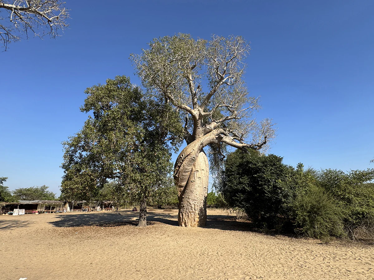 baobabs enamorados madagascar