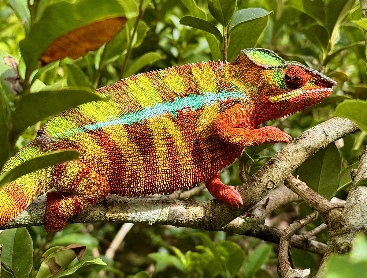 camaleon en andasibe madagascar