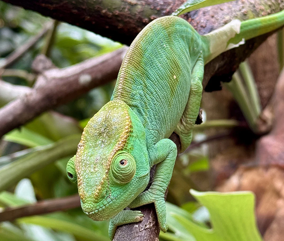 camaleon en andasibe madagascar