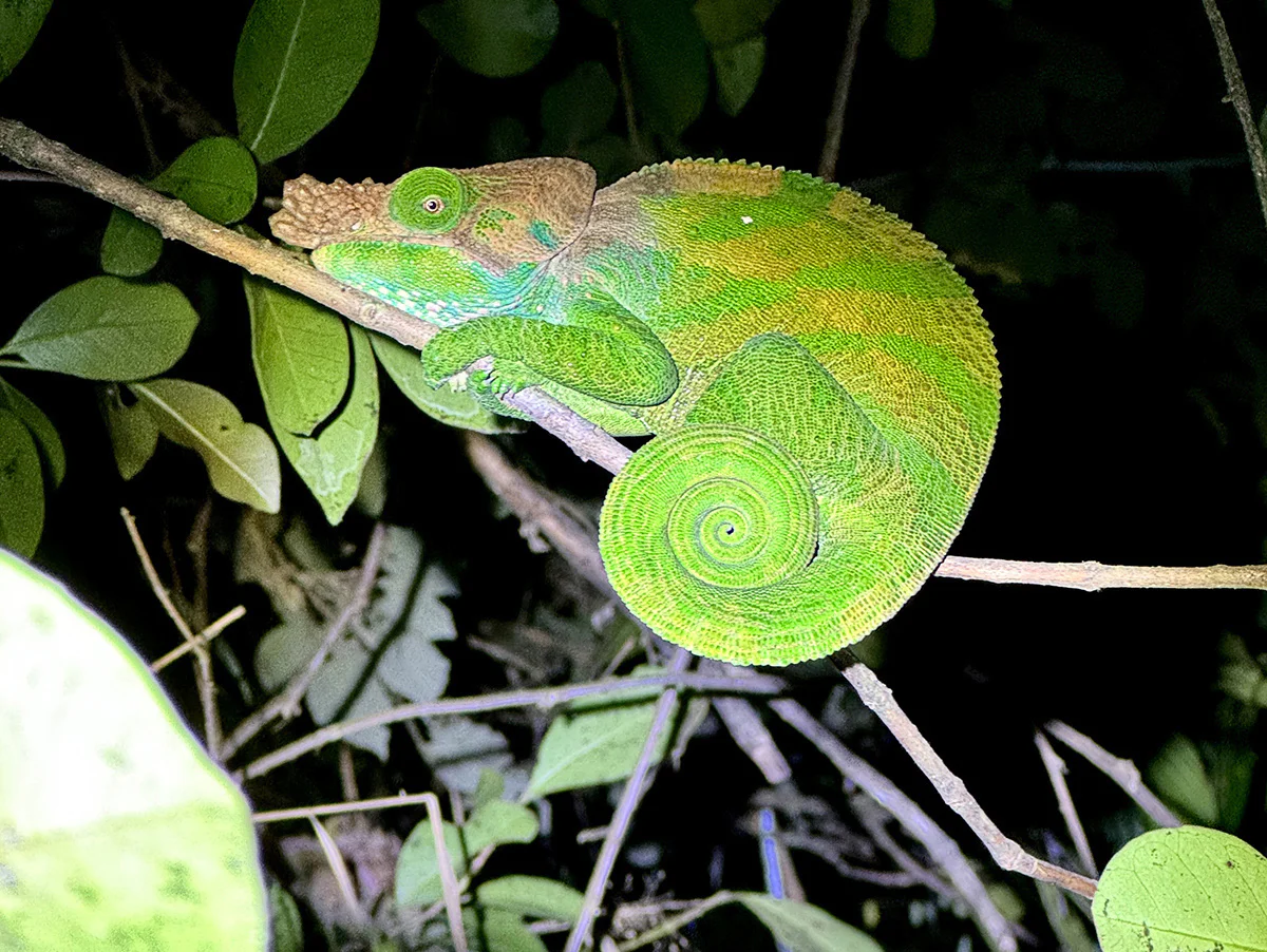 caminata nocturna ranomafana