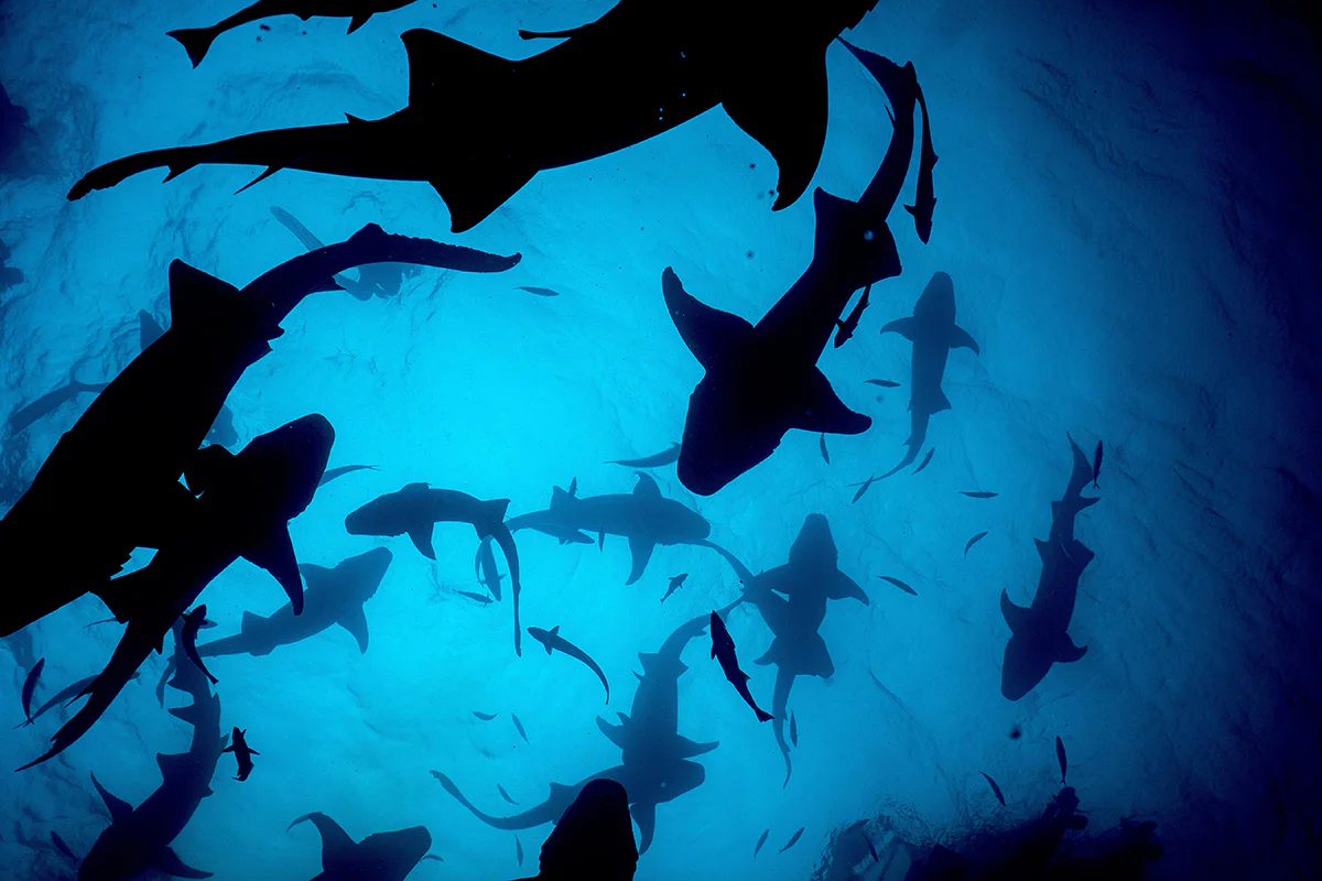 donde nadar con tiburones mejores lugares (1)