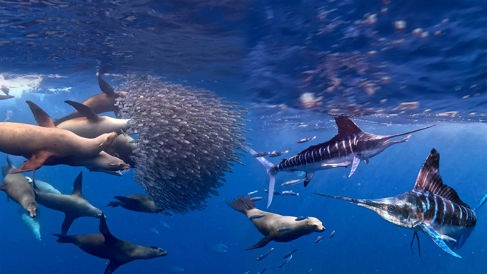 sardine run baja california sur bahia magdalena