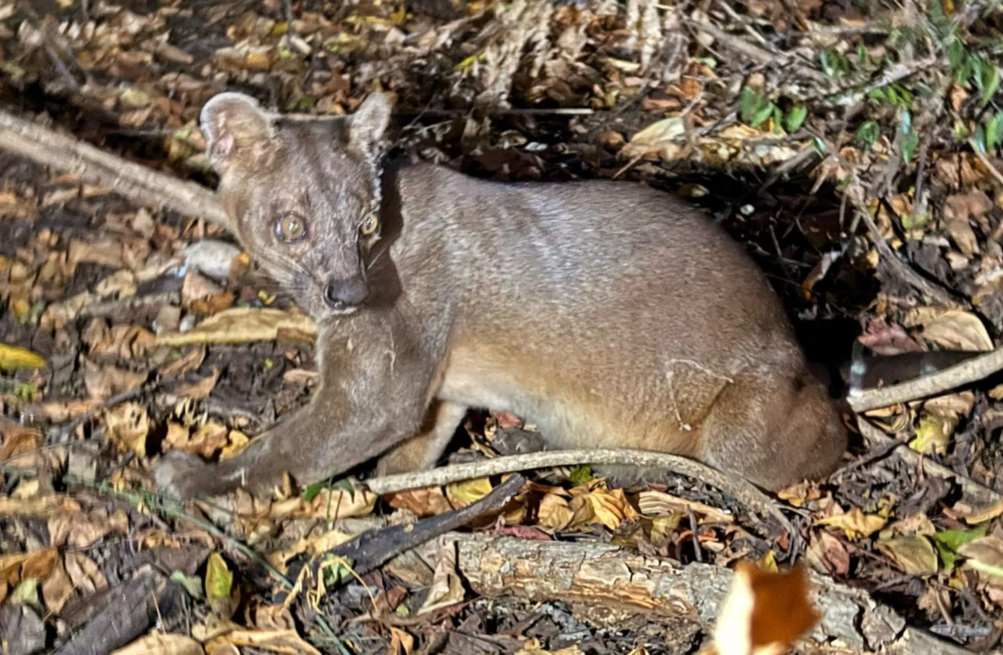 fosa depredador madagascar
