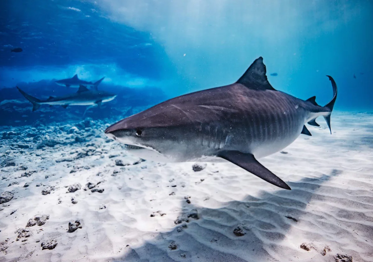 fuvahmulah tiburon tigre