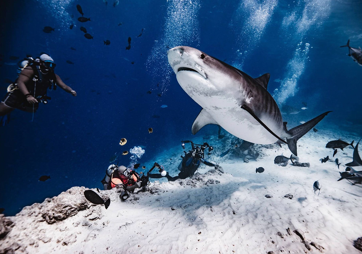 viaje de buceo en grupo viajando solo