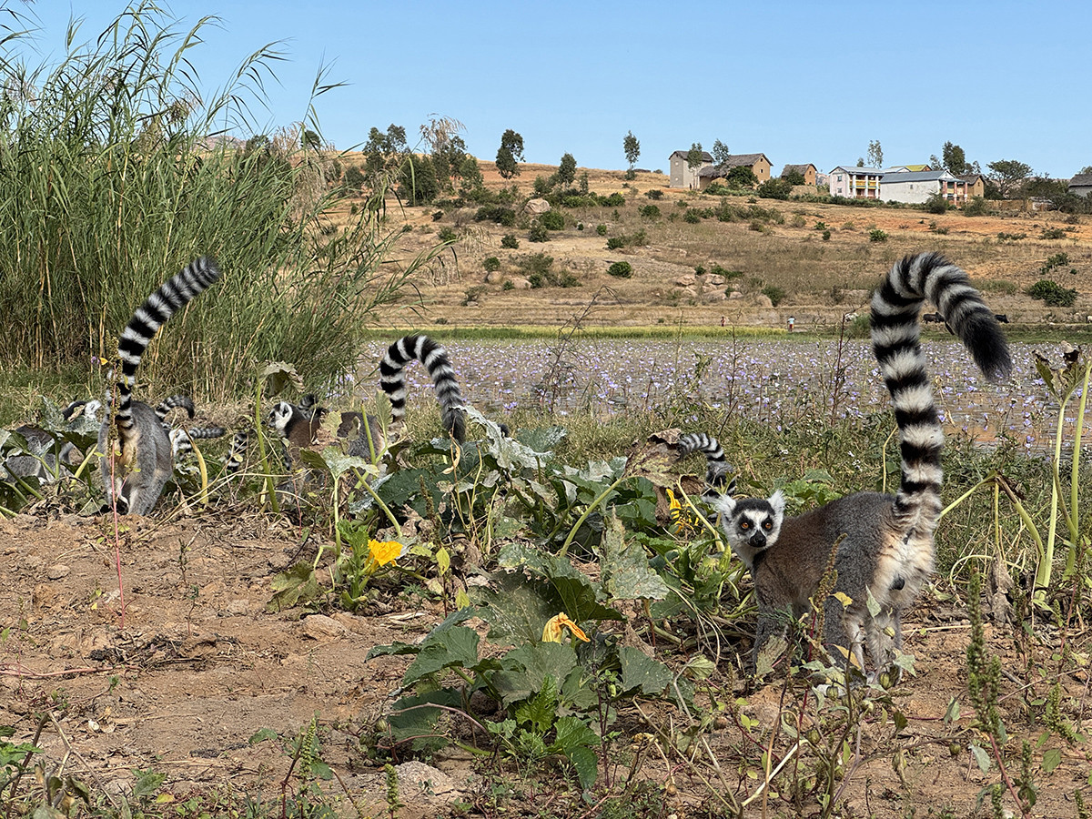 lemures cola anillada anja madagascar
