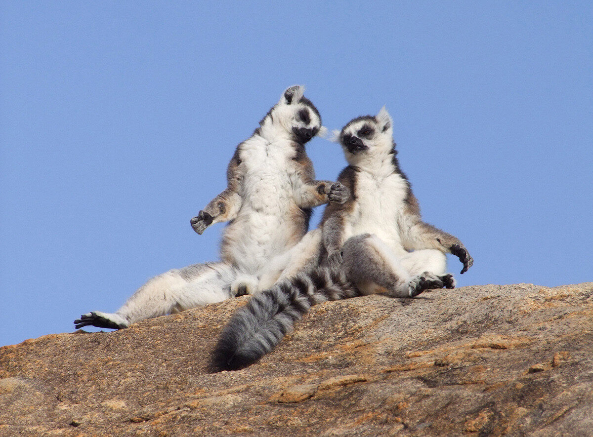 lemures cola anillada anja madagascar