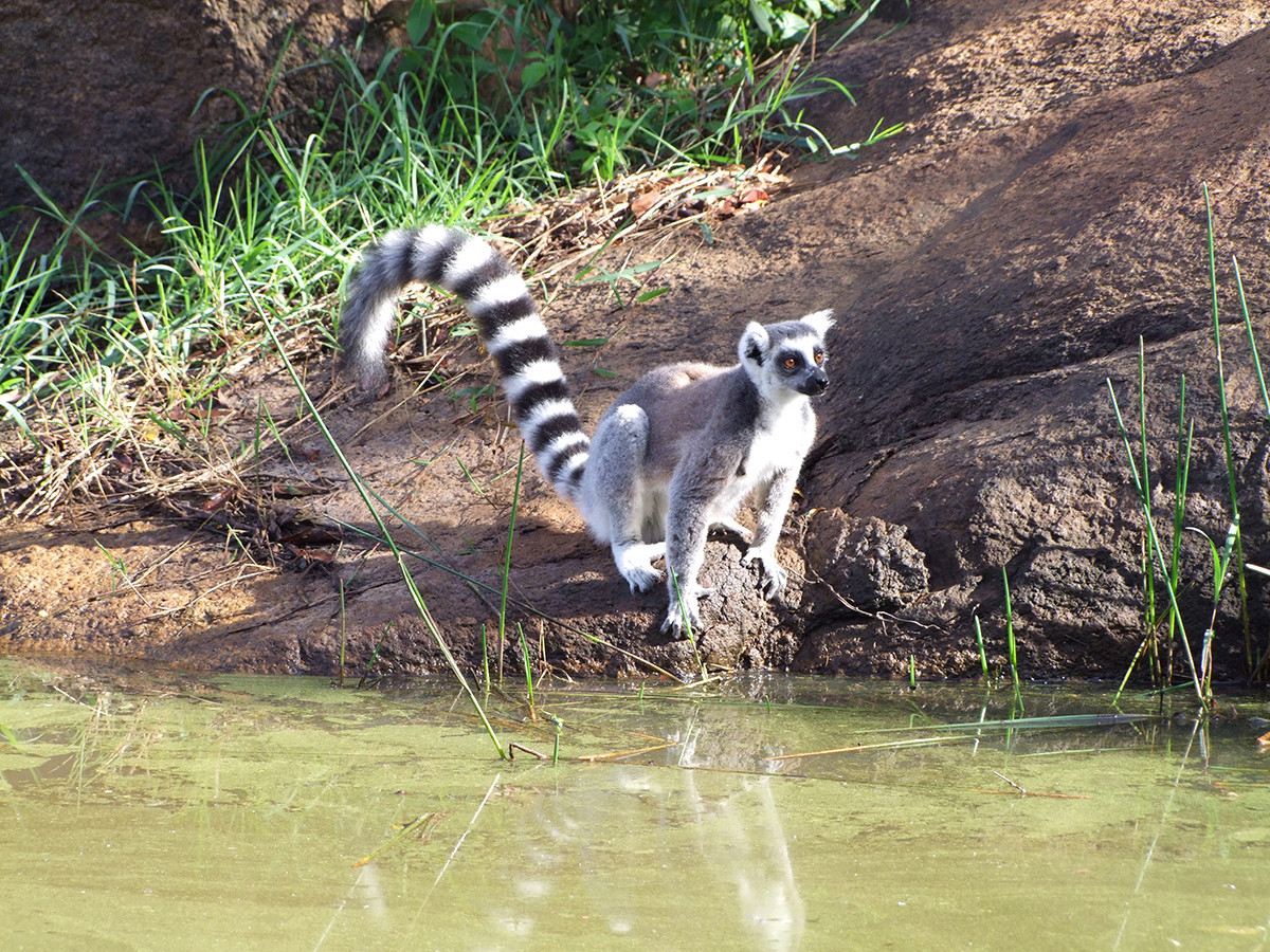 lemures cola anillada anja madagascar