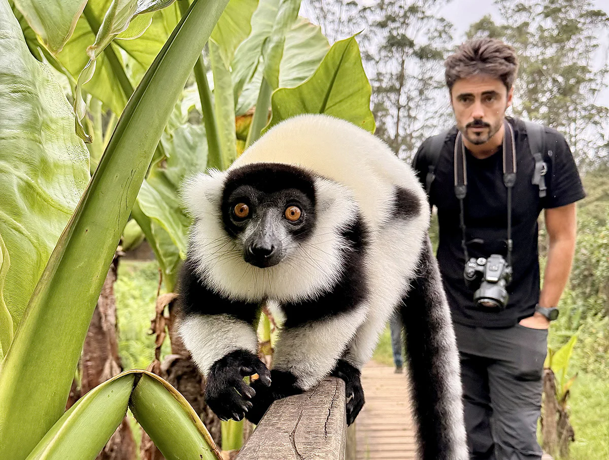 lemures en andasibe madagascar