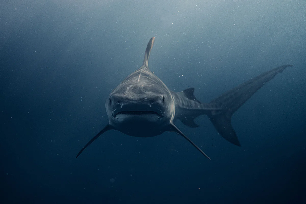 mejores destinos donde nadar con tiburones del mundo (1)