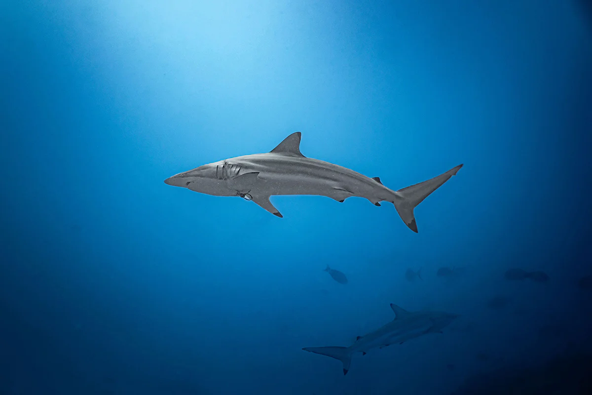 mejores destinos donde nadar con tiburones del mundo (2)