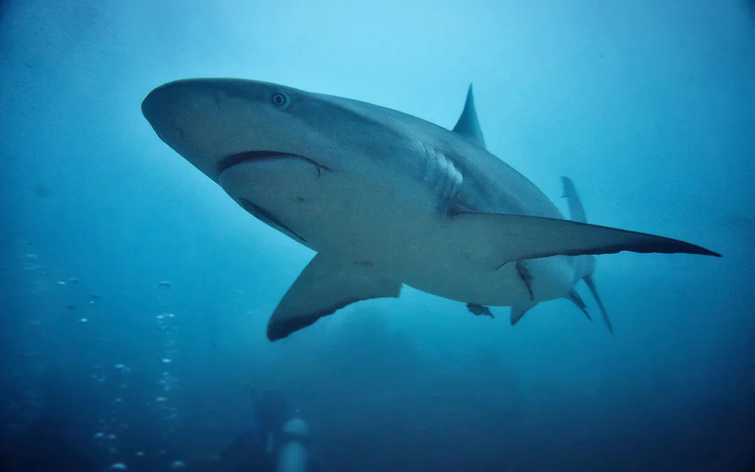 Los 8 mejores destinos para bucear con tiburones en el mundo (y cómo visitarlos)