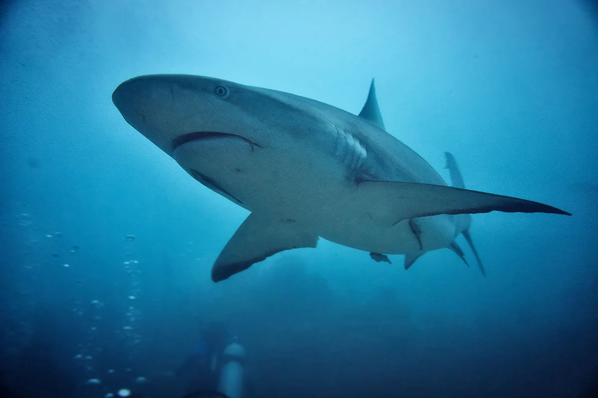 mejores destinos donde nadar con tiburones del mundo (3)