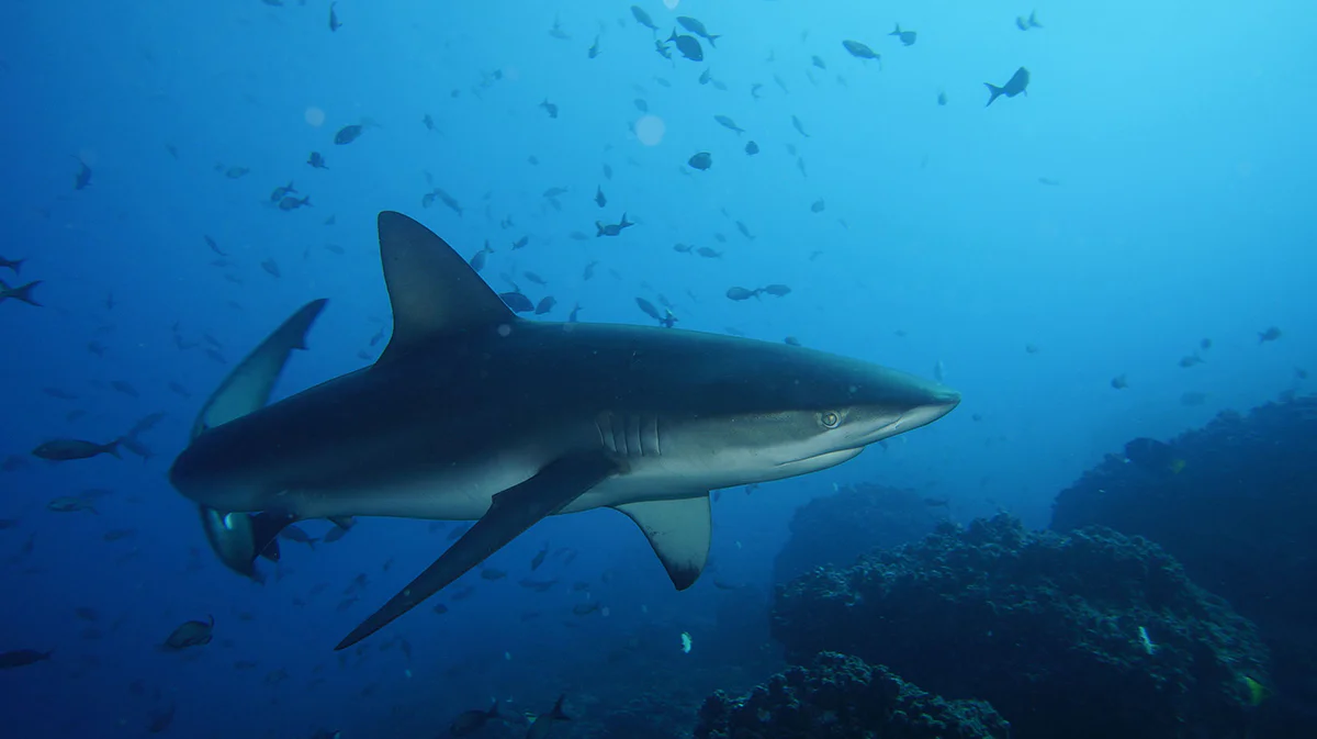 mejores destinos donde nadar con tiburones del mundo (4)