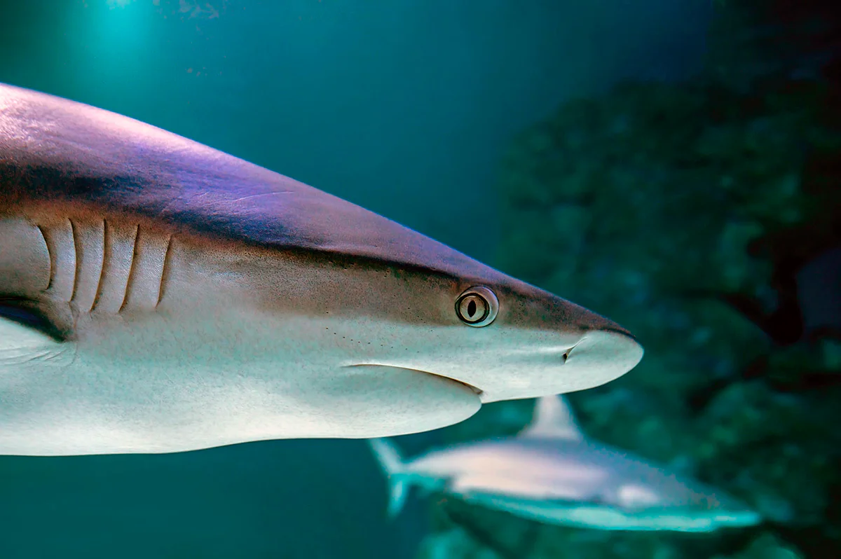 mejores destinos donde nadar con tiburones del mundo (6)