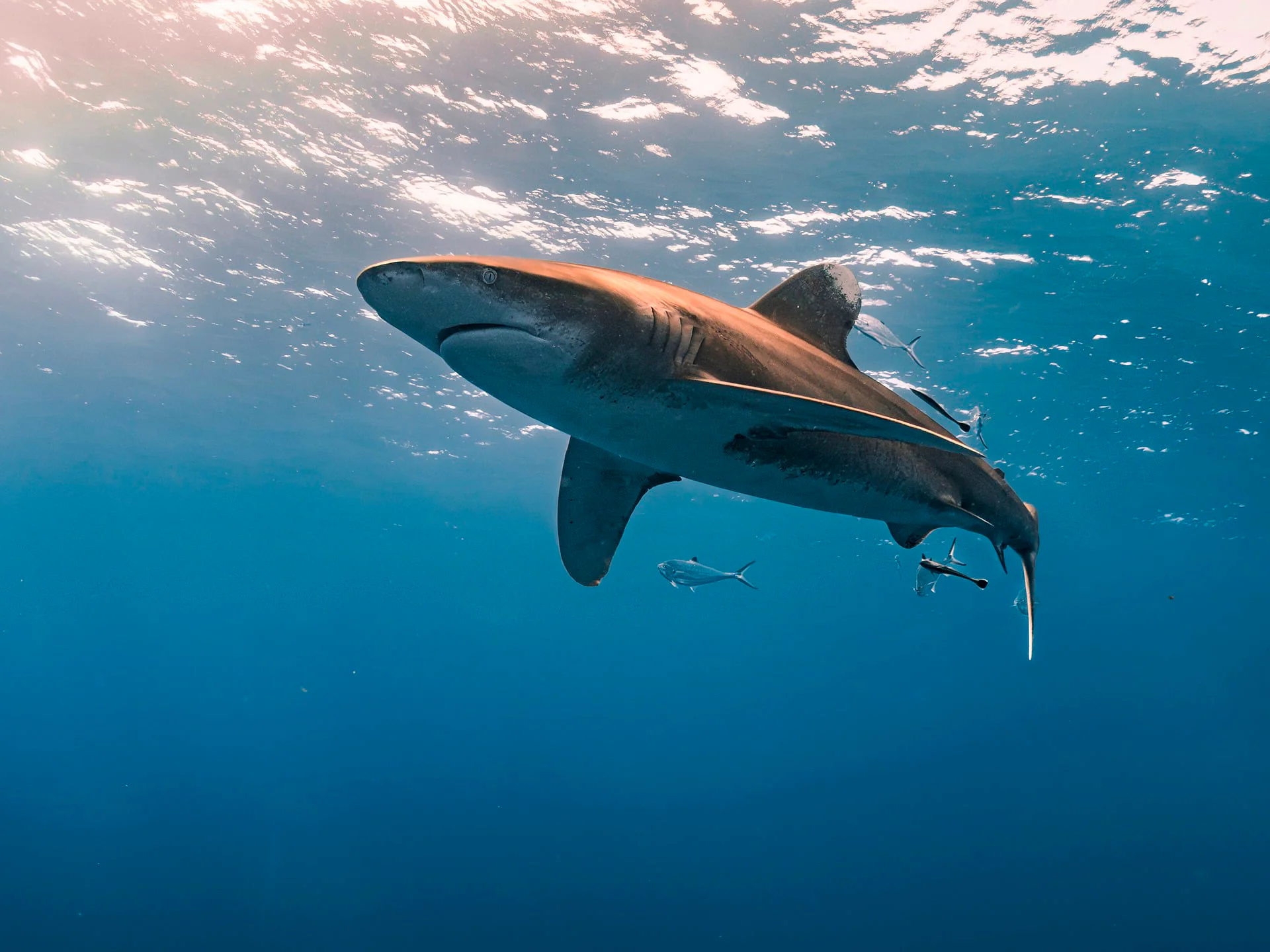 mejores destinos donde nadar con tiburones del mundo (7)