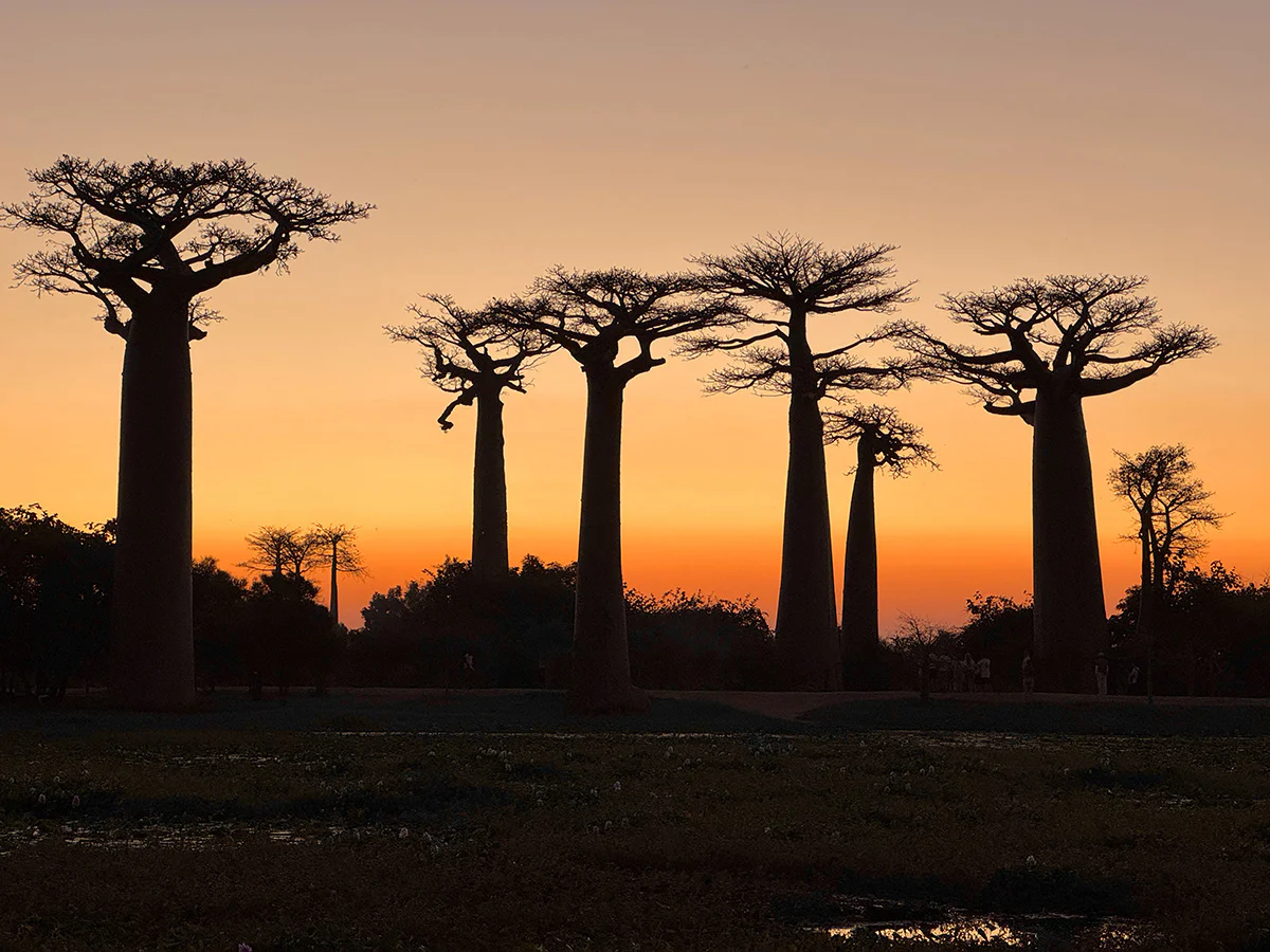 que hacer en avenida de los baobabs madagascar